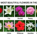 Top 10 Most Beautiful Flowers in the World