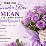 What Does Lavender Rose Mean and Why Is It Best Used on Special Occasions?