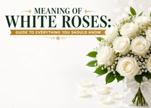 Meaning of Giving and Receiving White Roses: Guide to Everything You Should Know