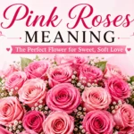 Pink Roses Meaning The Perfect Flower for Sweet Love